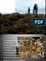 Algas Feófitas (Algas Pardas)