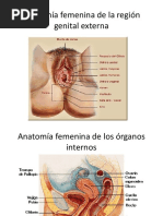 Anatomia y Fisiologia Femenina