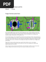 Download Fungsi Stomata Pada Daun by Sufiyatul Maslahah SN357897864 doc pdf