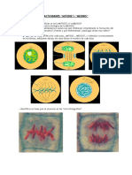 ACTIVIDADES Biologia Reproduccion Celular