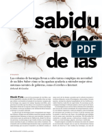 La organización sin líderes: cómo las hormigas resuelven problemas complejos