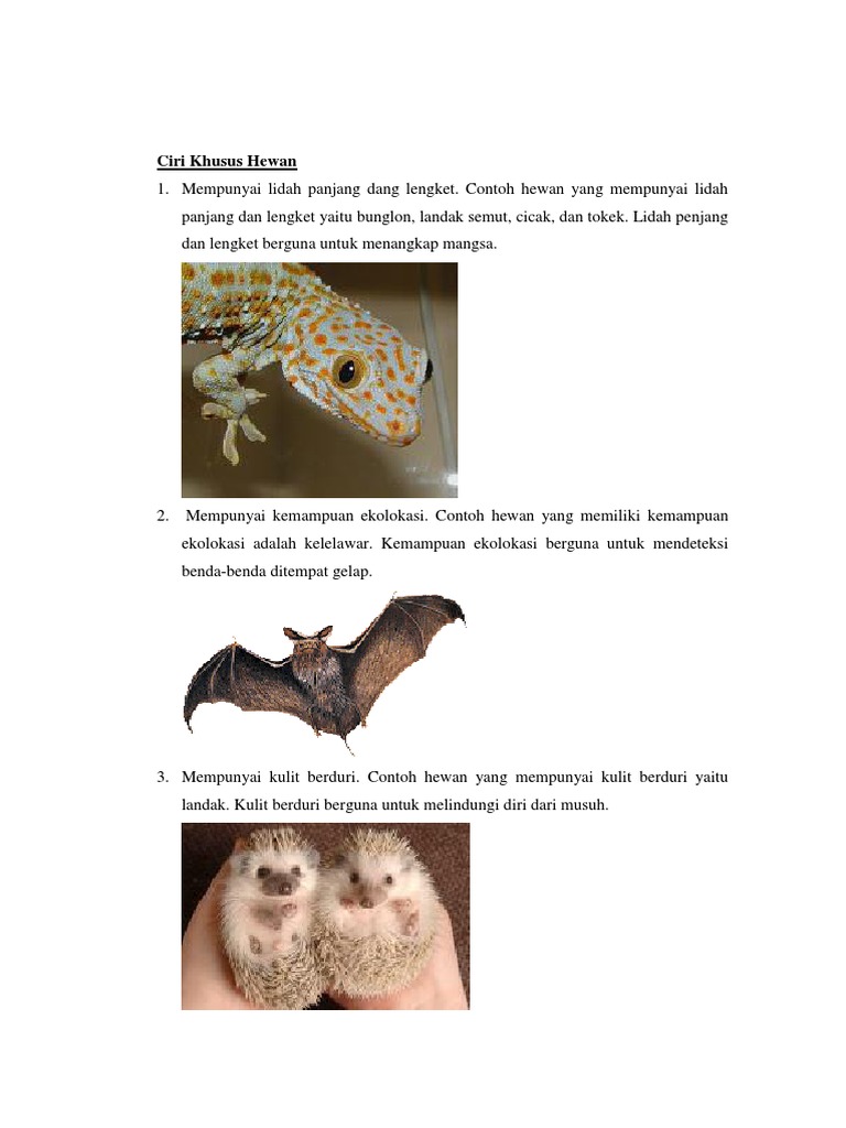 Download 980 Gambar Hewan Ekolokasi Terbaik Gratis HD