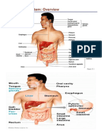 Digestive System