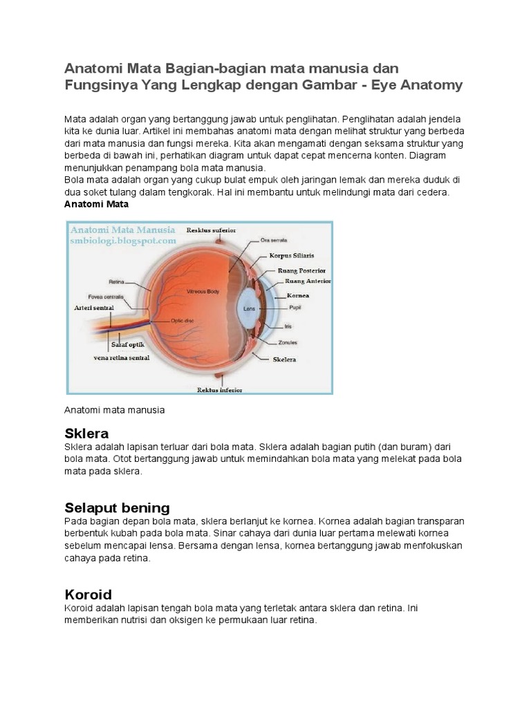 Unduh 4400 Gambar Fungsi Mata Keren HD