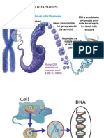 Genes Chromosomes 2017