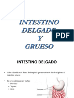 Intestino delgado y grueso: estructura, función y fisiología