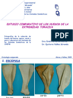 huesosmiembrotoracico-comparado2-121009153711-phpapp01.pdf