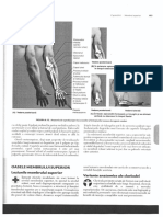 Anatomia Clinica Membrul Superior PDF