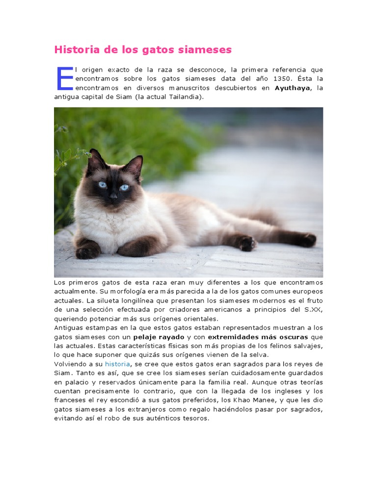 Historia de Los Gatos Siameses | PDF | Tailandia | Gatos