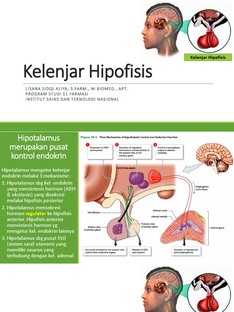 Kelenjar Hipofisis