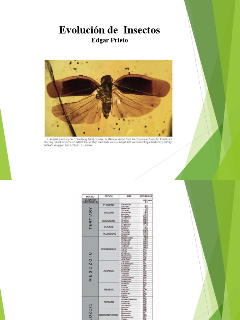 Evolución de Insectos y Hexápodos | PDF | Insectos | Hexapoda