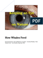 Vignettes How Whales Feed