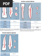 Canino Inferior Dibujo | PDF | Anatomia dental | Boca