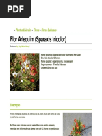 Flor Arlequim (Sparaxis Tricolor)