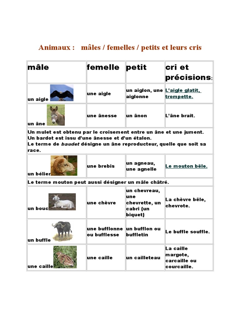 21 Animaux Taureau Veau