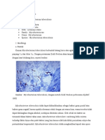 Mycobacterium Tuberculosis