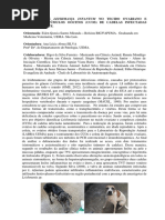 Resumo Expandido FINAL