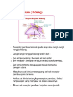 Indera Pencium