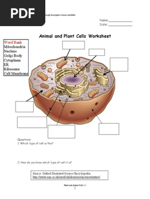 Cell worksheet answer key