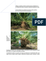 Informe Practica Cultivo Palma
