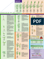 Corn Growth and Development Poster