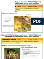 Orden Odonata: Pterigotos Paleópteros