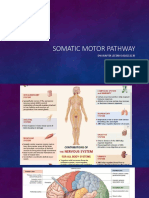Somatic Motor Pathway by Raf