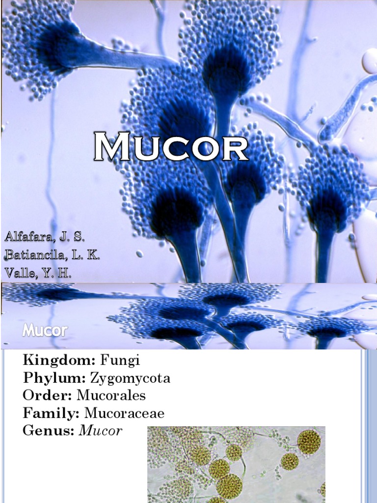 02 - Mucor Spp. | PDF | Infection | Microbiology