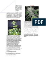 Paisa Grow Seeds Catálogo PDF