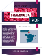 frambuesa-expo.pptx