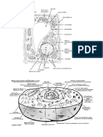 Celula Animal y Vegetal Colorear