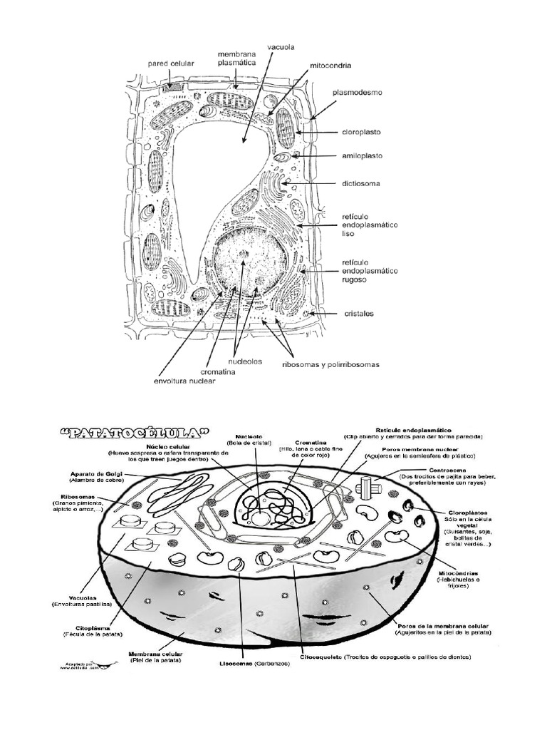 Celula Animal Y Vegetal Colorear