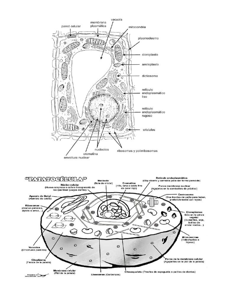 Dibujar Celula Animal Y Sus Partes Para Colorear Heartfeltblurbs