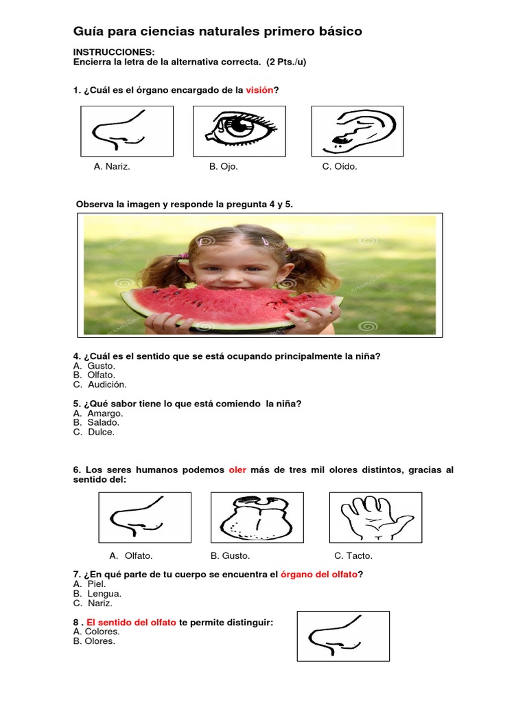 Guía de los 5 sentidos para primero básico | PDF | Gusto | Sabor