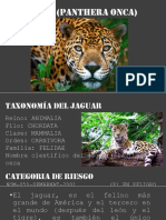 JAGUAR (Panthera Onca)