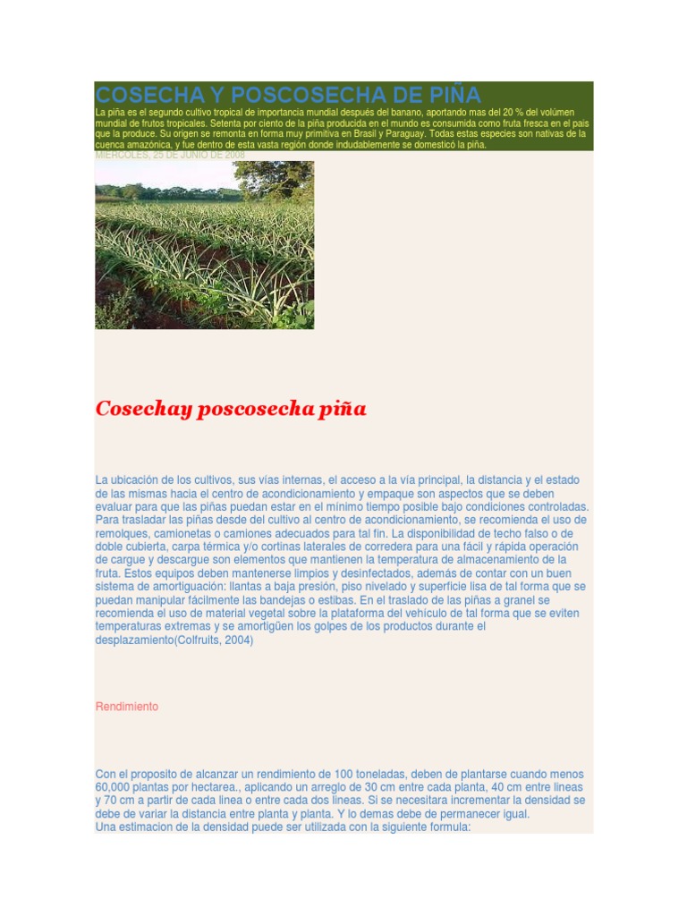 Cosecha y Poscosecha de Piña | PDF | Piña | Vinagre