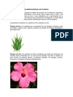 Clasificacion de Las Plantas