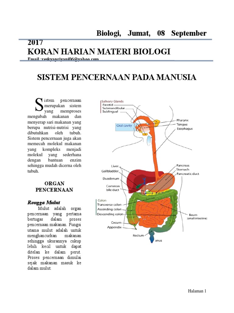 Alat Pencernaan Yang Berfungsi Menyerap Sari Sari Makanan Adalah Berbagai Alat