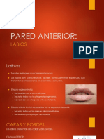 Anatomía-PARED-ANTERIOR.pptx