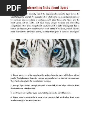 Tiger  PDF  Tiger  Cats