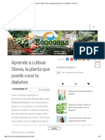 Aprende A Cultivar Stevia, La Planta Que Puede Curar La Diabetes - Ecocosas