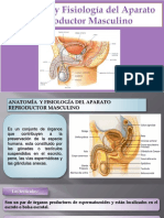 Aparato Reprudtor Masculino Terminado