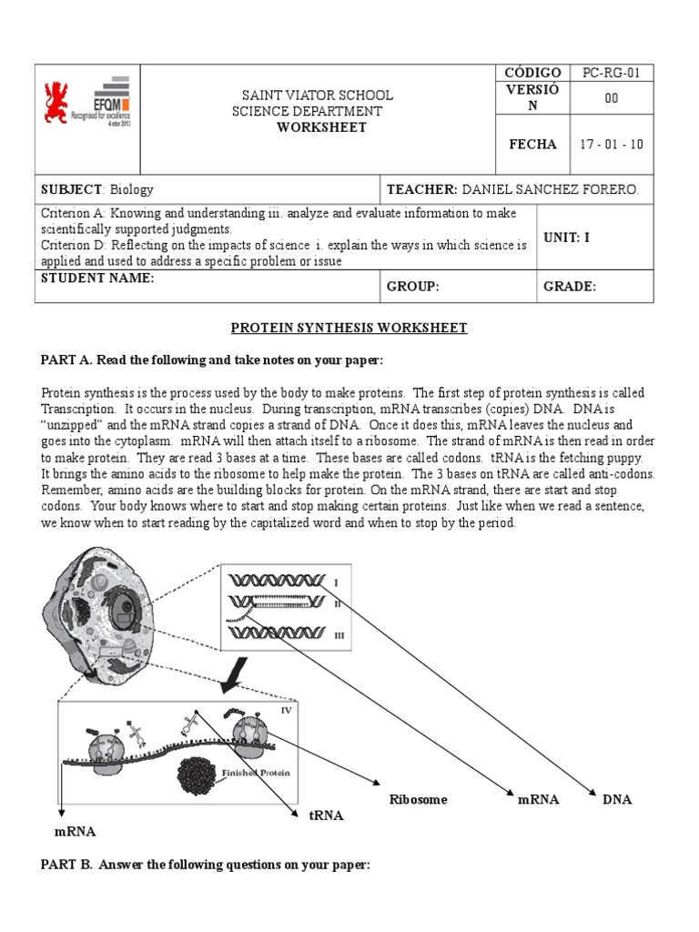 Avatics 2017 03-02-15!34!57protein Synthesis Worksheet Practice | PDF |  Biosynthesis | Molecular Biology