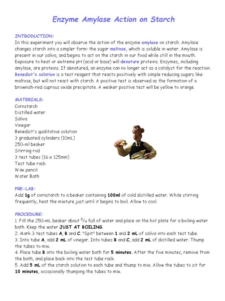 Enzyme Amylase Action On Starch Lab Pdf Enzyme Chemical Compounds