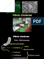 Vibrio 190417