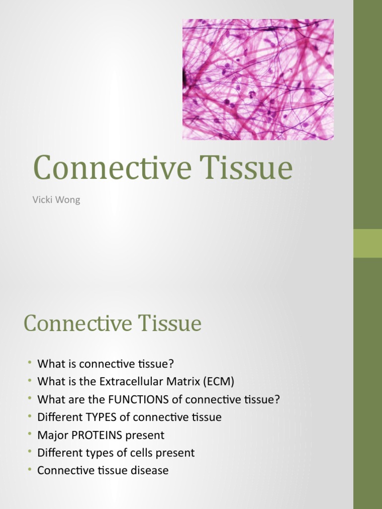 Types and Functions of Connective Tissue | PDF | Extracellular Matrix ...