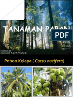 Tanaman Papan