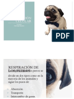 Respiración Celular (Perro)