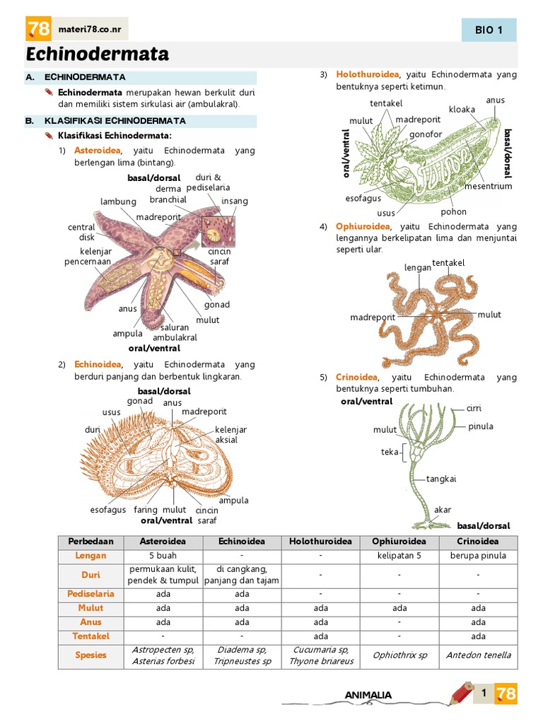 Echinodormata X Pdf