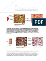 Tejido Conectivo